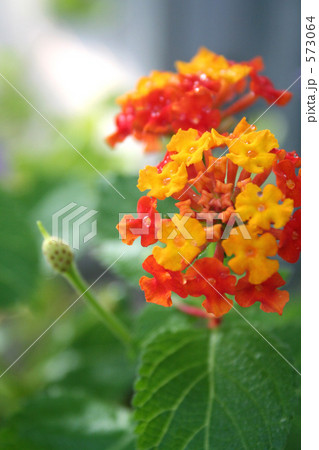 オレンジと赤い花びらを持つ花 573064