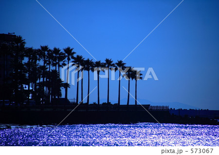 椰子の木と海 573067