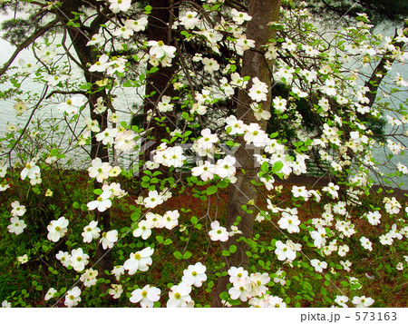 白いハナミズキ　沢山 573163