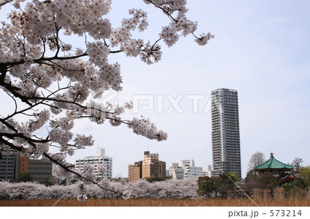 上野の桜 573214