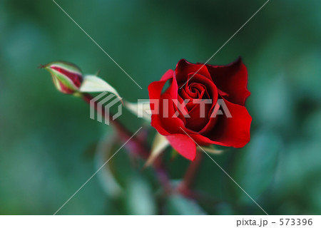 真紅の薔薇　シティ・オブ・バーミンガム 573396