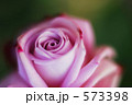 紫色の薔薇　バステル・モーヴ 573398