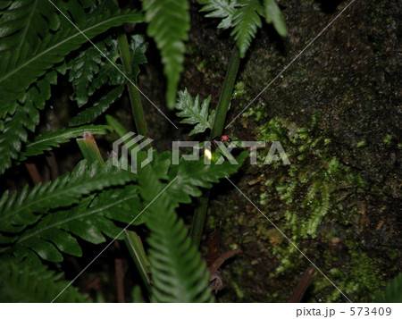 ヘイケボタル 573409