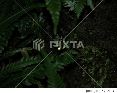 ヘイケボタル 573413