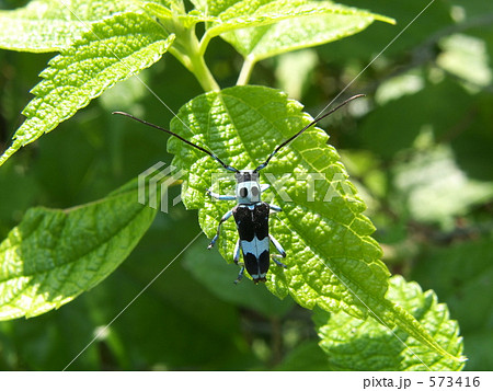 ラミーカミキリ ラミーカミキリ 573416