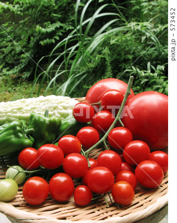 庭の夏野菜 573452