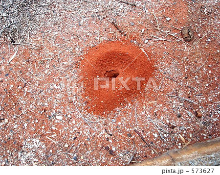 アリジゴク 573627