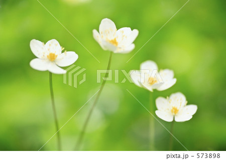 ニリンソウ 573898