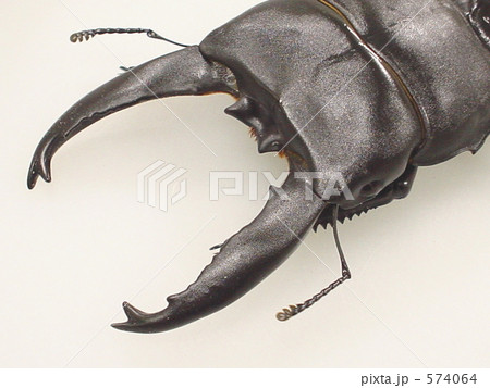 アルキデスオオヒラタクワガタ アルキデスオオヒラタクワガタ 574064