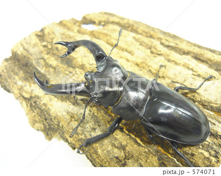 ブケットフタマタクワガタ 574071