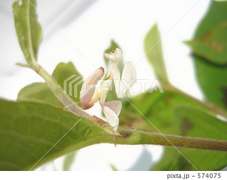 花カマキリ 別名 蘭カマキリ の写真素材