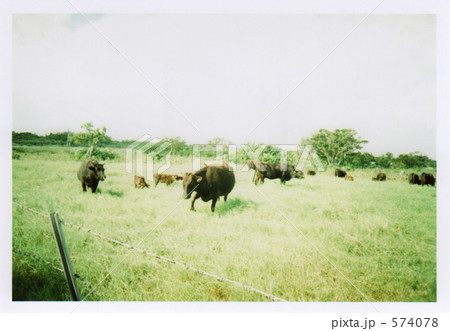 石垣牛 石垣牛 574078