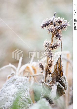 霜降る 霜降る 574097