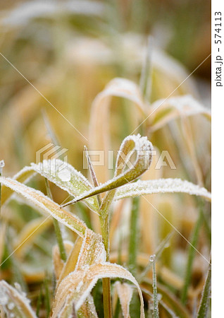 霜降る 霜降る 574113
