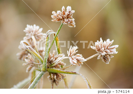 霜降る 霜降る 574114