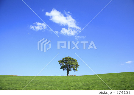 一本の木 574152