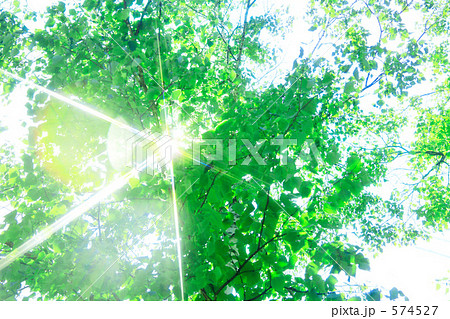 新緑と木漏れ日 574527