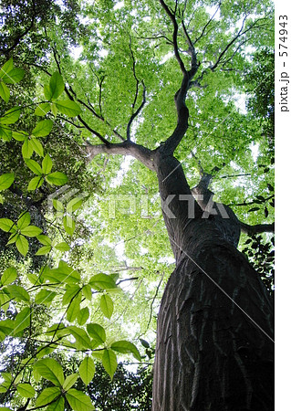 神秘的な木 神秘的な木 574943