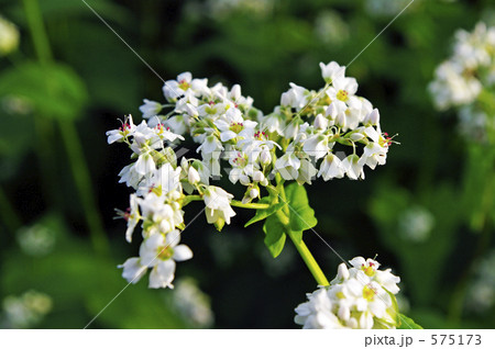 蕎麦の花 蕎麦の花 575173