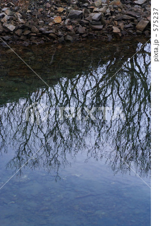 水辺に映るハマボウ 575237