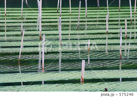 のりそだ のりそだ 575246