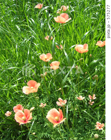 空き地に咲くポピー 575277