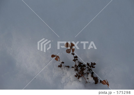 雪に埋もれた薮手毬 575298