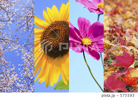 四季の花 575593