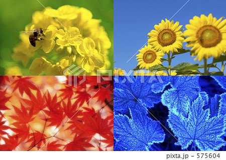 四季の花の写真素材