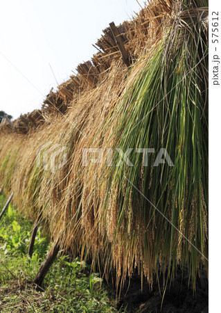 稲刈り 575612