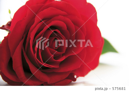 赤いバラ 575681