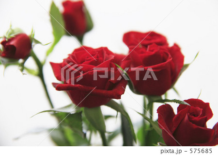 赤いバラ 575685