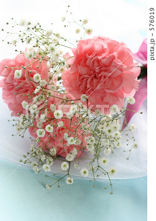 カーネーション カーネーション 576019