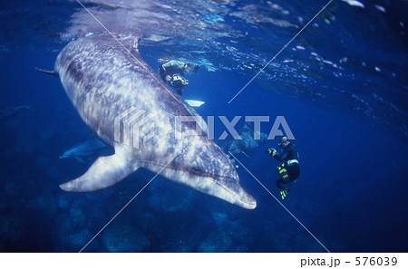 御蔵島のイルカ 576039