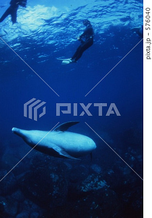 御蔵島のイルカ 576040