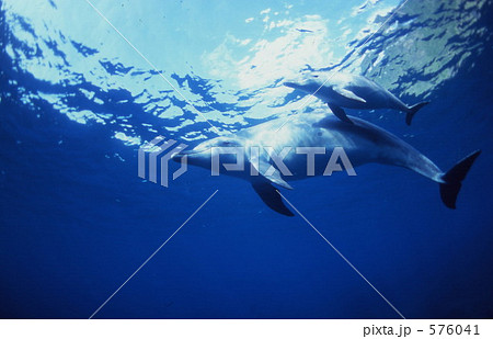 御蔵島のイルカ 576041