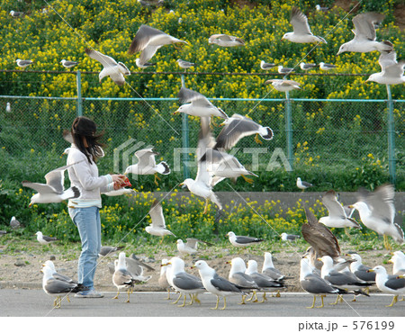 蕪島のウミネコ 576199