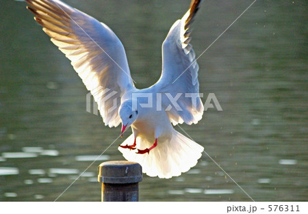 杭に止まるカモメ 576311