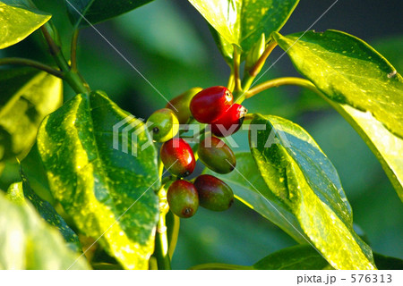 アオキの赤い実 アオキの赤い実 576313