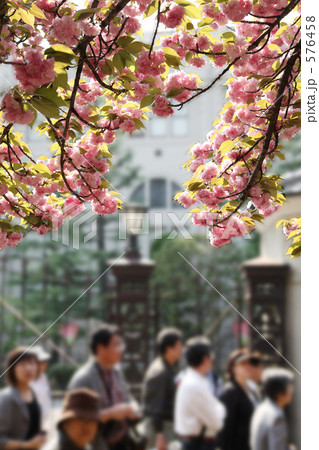 造幣局の桜の通り抜け 576458