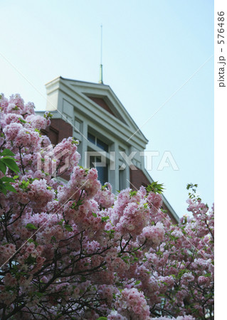 造幣局の桜の通り抜け 造幣局の桜の通り抜け 576486