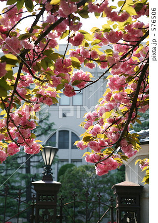 造幣局の桜の通り抜け 576506