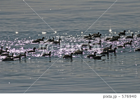 鳥たちのきらめき 576940