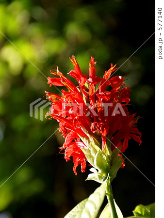 ベニサンゴバナ ベニサンゴバナ 577140