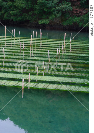 伊勢志摩の海苔養殖 577187