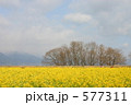 真冬の菜の花畑 577311