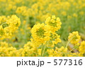冬咲き菜の花「カンザキハナナ」 577316
