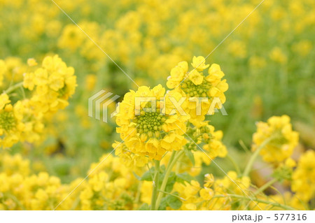 冬咲き菜の花「カンザキハナナ」 冬咲き菜の花「カンザキハナナ」 577316