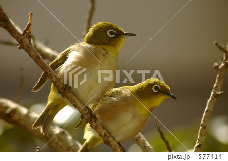 メジロ 577414