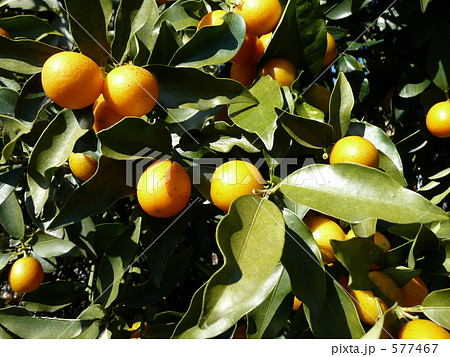 金柑 キンカン 金柑 キンカン 577467